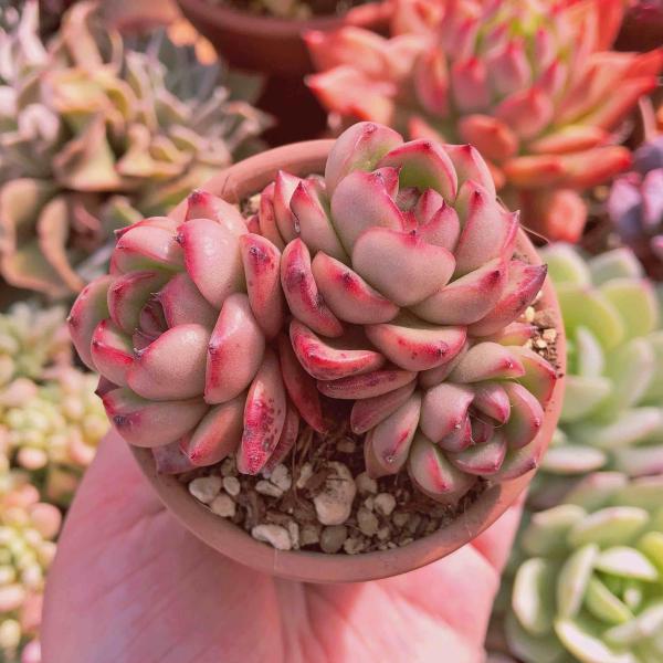 多肉植物　モンブラン ruruplant-store_taniku8775543