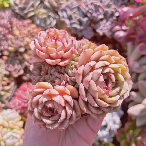 ruruplant-store_taniku87822555