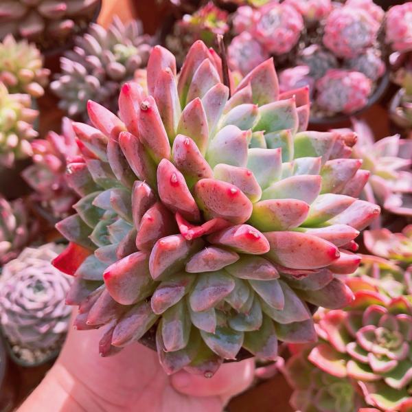 多肉植物 アルバビューティ 2~3頭群生 特大 : るる農園 - 通販
