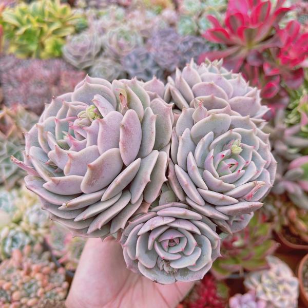 多肉植物 ローラ 4〜6頭 特大 るる農園 : るる農園 - 通販 - Yahoo