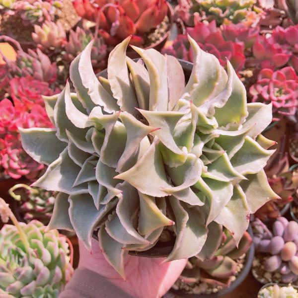 新入荷 多肉植物 マディバ 特大群生 直径約15センチ るる農園 : るる