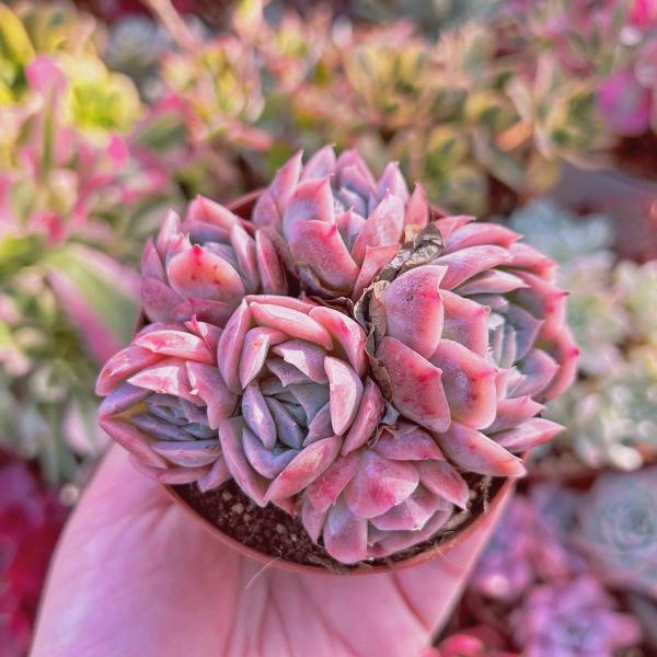 多肉植物　エケベリア　メキシコローズ　㉖ 多肉植物 メキシコローズ 4〜6頭 大群生 るる農園 : るる農園 - 通販