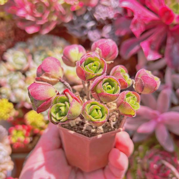多肉植物 アドニス（Aeonium saundersii） 6頭以上 群生 るる農園