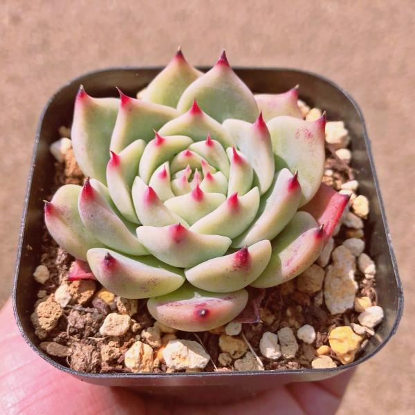 ruruplant-store_taniku8899433
