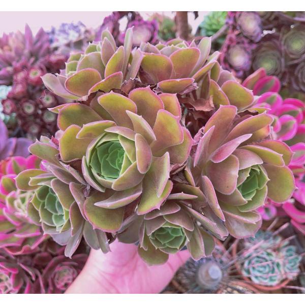 ruruplant-store_taniku9225415