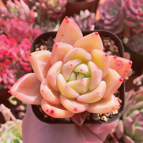 ruruplant-store_taniku9243341128