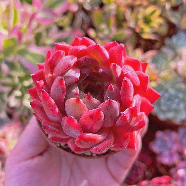 多肉植物 アンジェラ るる農園 : るる農園 - 通販 - Yahoo!ショッピング
