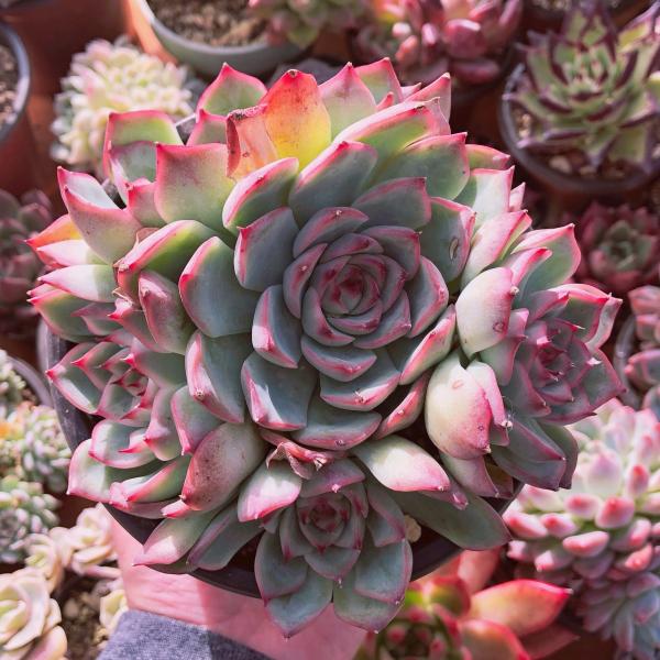 多肉植物　韓国苗　艶姫　抜き苗 ruruplant-store_taniku98710253