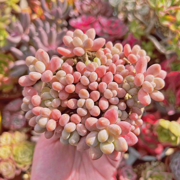 多肉植物 ストロベリーミルク 9頭以上 大群生 るる農園 : るる農園