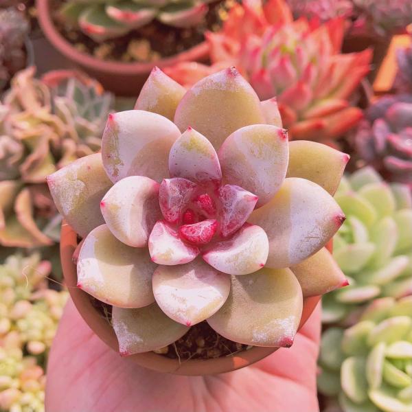 ruruplant-store_taniku9894334112