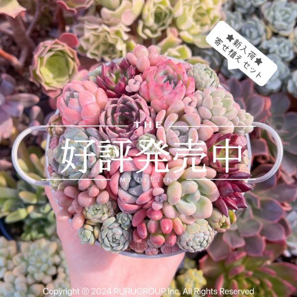 るる農園寄せ植え用セット : るる農園 - 通販 - Yahoo!ショッピング