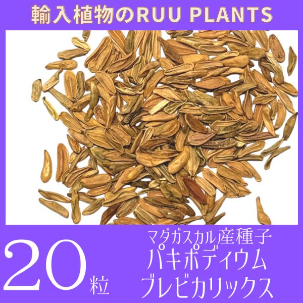 【種子20粒】 パキポディウム・ブレビカリックス Pachypodium brevicalyx