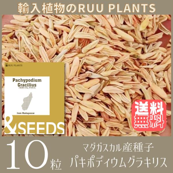 【発売日：2023年01月12日】パキポディウム グラキリス 象牙宮Pachypodium rosulatum var. graciliusマダガスカル産２０２４年１月入荷商品※ 種子の販売です。鮮度の高い種子を原産地マダガスカルから直輸入...