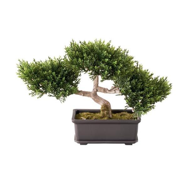 植木 盆栽 杉の人気商品・通販・価格比較 - 価格.com