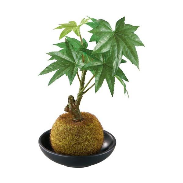 I[^ [t u` 5cm őۋʖ~(픫) v|[ONSLEGD7424]