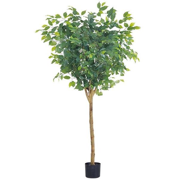 lHϗtA 150cm EhtBJXc[ii`gNj@[ONSLETR7640]