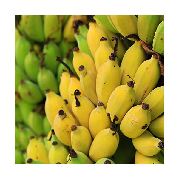 「ドワーフ・モンキーバナナの苗木(育てやすい矮性バナナ) 13.5cmポット大苗 1個売り」若木のうちから収穫できるおいしい矮性バナナ品種!!薄皮で