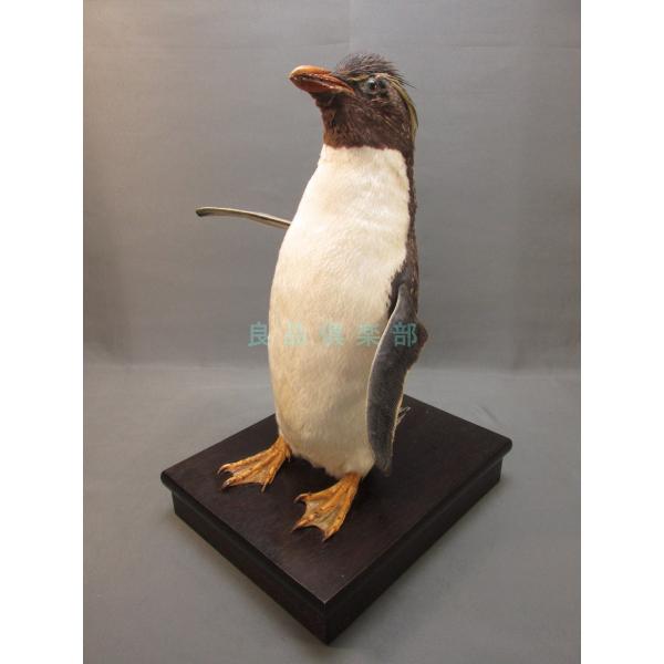 本物剥製] イワトビペンギン 身長39cm 台座付き : 良品倶楽部 - 通販