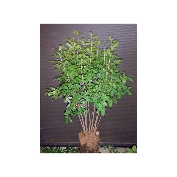 トネリコ属 アオダモ 株立ち 150cm前後 落葉樹 本州四国送料無料 Buyee Buyee Japanese Proxy Service Buy From Japan Bot Online