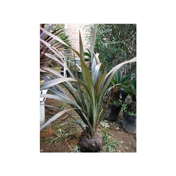 ◎玄関周り、門扉周りのアクセントに！◎寄せ植えや、切り葉用にも人気があります。◎宿根草なので立ち木にはなりません。※寒冷地や積雪地は鉢植えにして、冬は玄関内等で越冬させます。≪サイズ≫ 鉢底〜全長５０〜７０CM前後のお任せ苗。