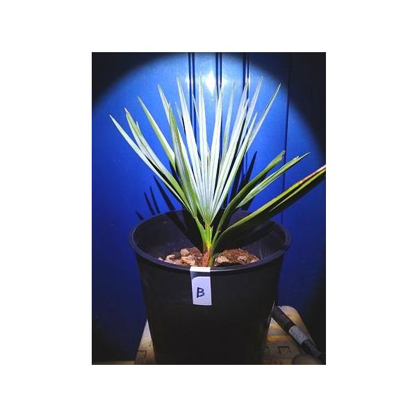 チャメロップス 7号◇チャメロプス フミリス セリフェラ◇Chamaerops