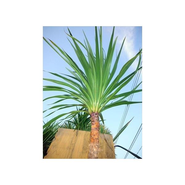 ♪ニオイシュロラン≪ドラセナ・鉢植え1.3≫リゾート庭木♪ : 緑花木
