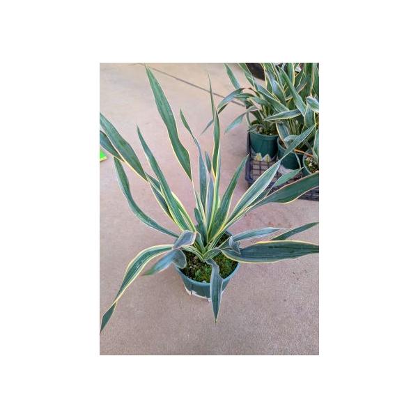 観葉植物 グロリオサ 観葉植物の人気商品 通販 価格比較 価格 Com