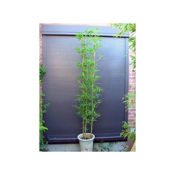 ◎鉢植え◇布袋竹◇ホテイチク・180CM◇たけ（品番HT） : 緑花木ネット