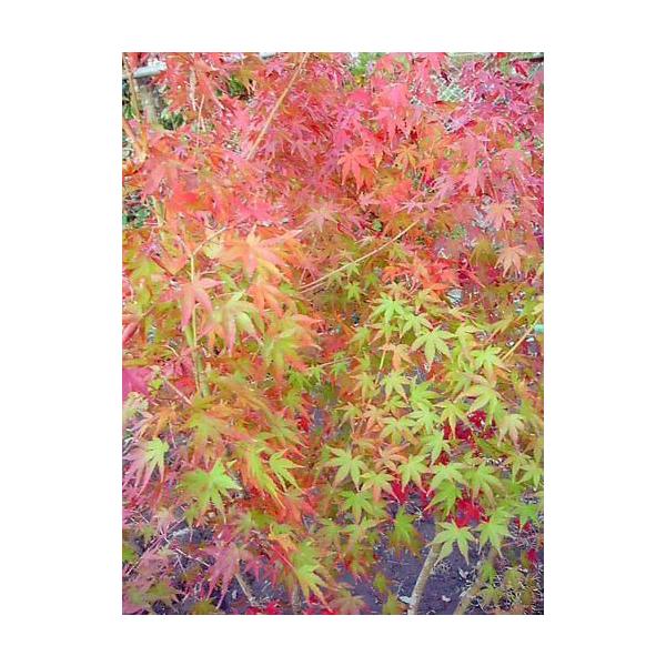 ・到着日時指定ＯＫ！・樹高180CM、全長200CM前後！お買い得！