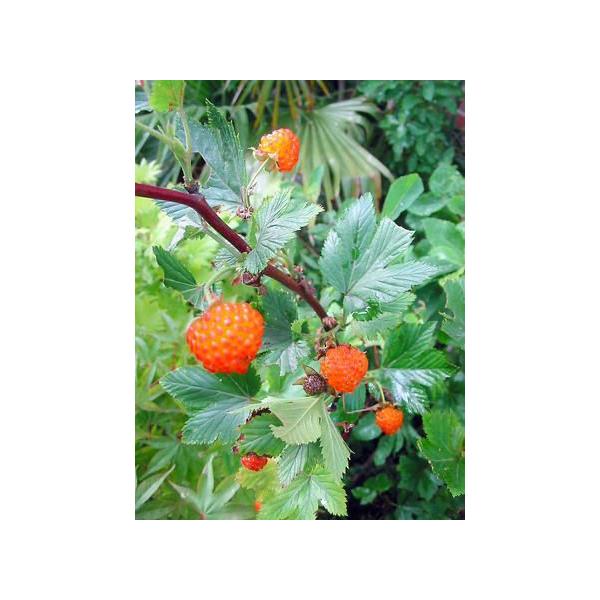 木いちご苗木 木苺 1 キイチゴ苗木 落葉樹 品番mm Buyee 日本代购平台 产品购物网站大全 Buyee一站式代购 Bot Online