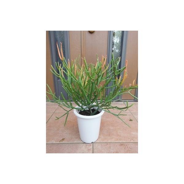 ◎ミルクブッシュ≪ファイヤースティック≫◎希少観葉植物◎ : 緑花木