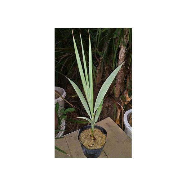 ≪ナンノロプス・アラビカシルバー≫ Mazari Palm 耐寒性ヤシ