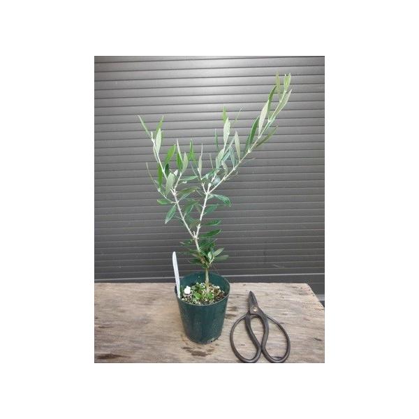 オリーブ苗木 ネバディロブランコ 30 成長早い品種です 人気常緑樹 Buyee Buyee Japanese Proxy Service Buy From Japan Bot Online