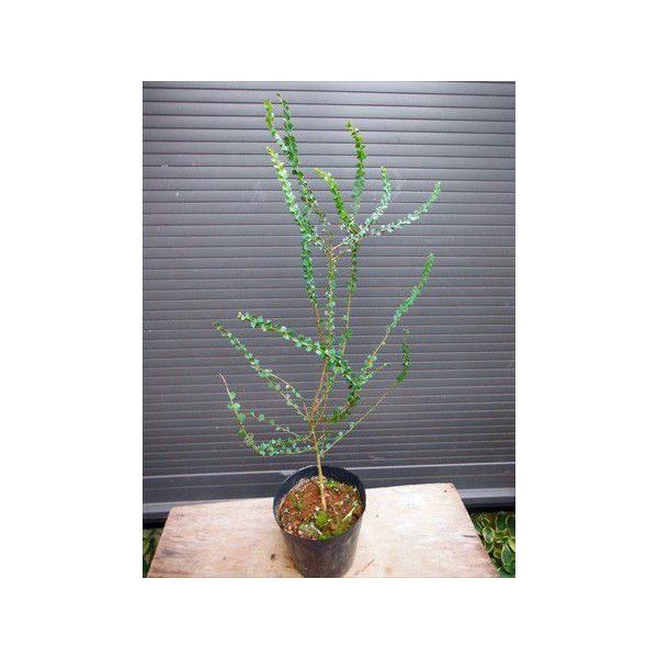≪プラビシマ・アカシア≫◎50CM◎三角葉アカシア : 緑花木ネット