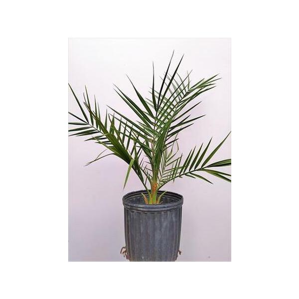 ≪フェニックス レクリナータ 7号 ≫◎セネガルヤシ 60◎オオカミヤシ