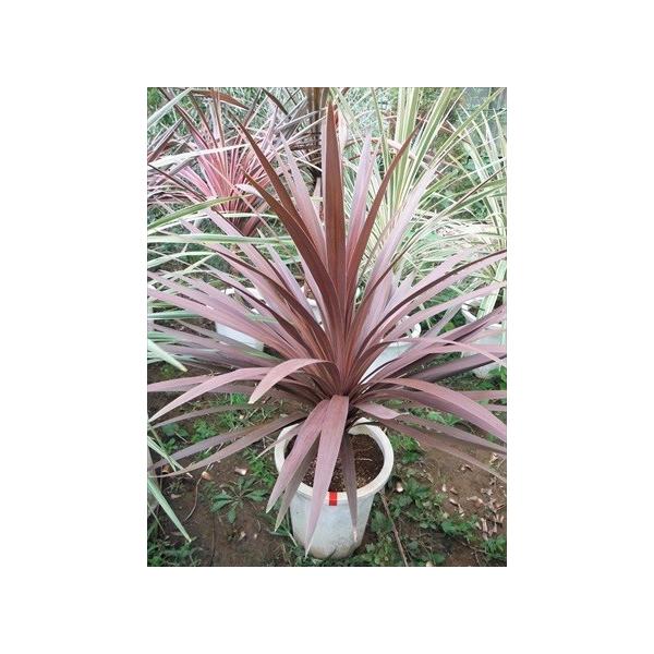 ◎コルジリネ≪レッドスター100CM≫コルディリネ◎赤ドラセナ : 緑花木