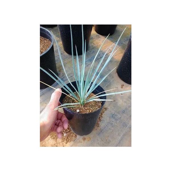 現在2.5号POT植えになります◇耐寒性ユッカ・ロストラータ苗木・15S