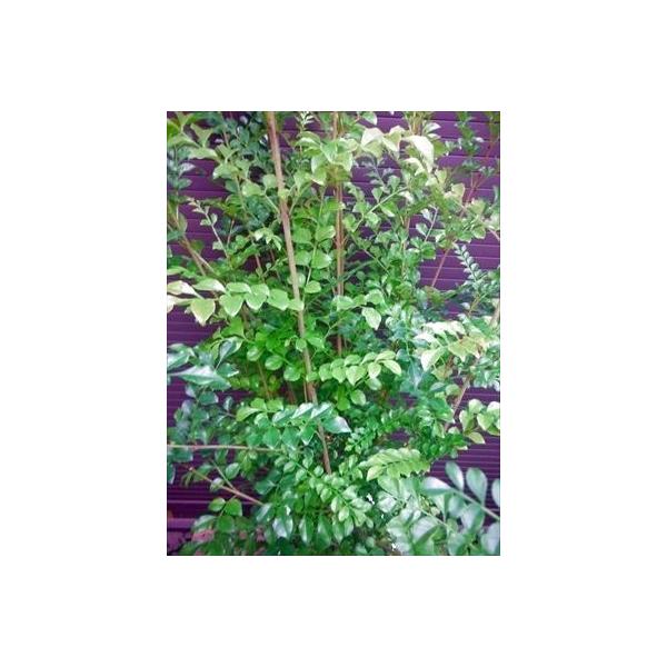 ㋉iIV}glR90E7AW{ȏ̊ICc