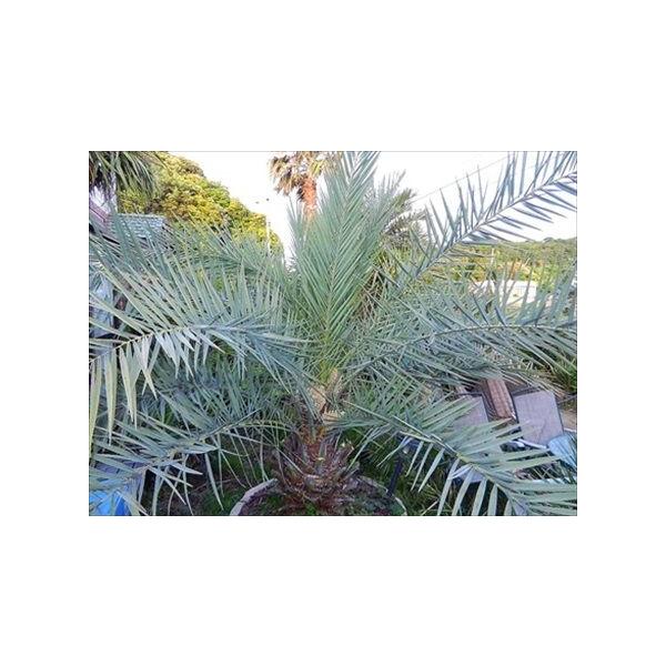 ryokkaboku_sirubesutorisu-ms