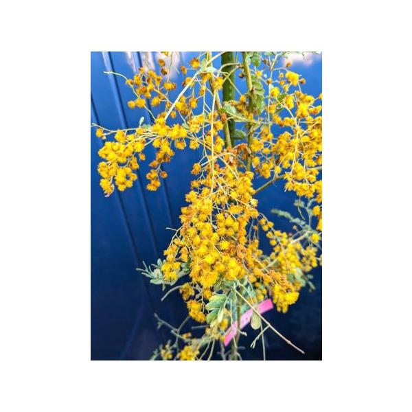 4/2撮影 .現品！◎アカシア・スペクタビリス◎芳香良い品種◎大型