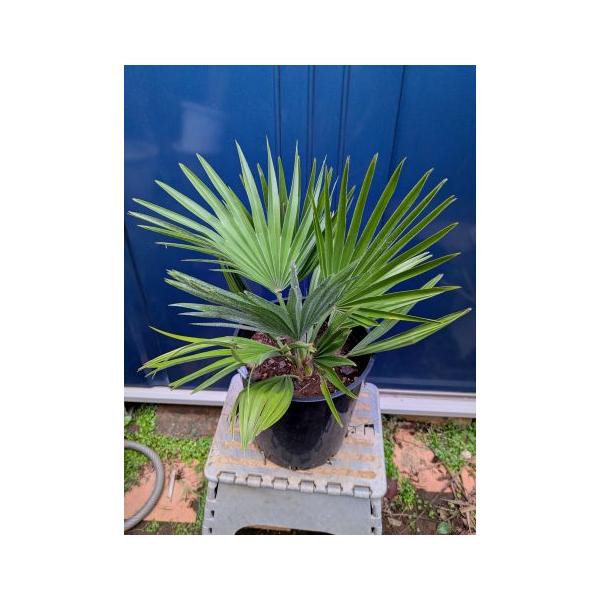 ◇チャメロプス フミリス ボルケーノ 7号◇チャメロップス◇chamaerops