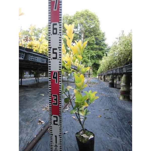 植木 盆栽 オウゴンマサキの人気商品・通販・価格比較 - 価格.com