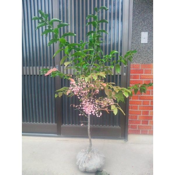 植木 盆栽 マユミの人気商品 通販 価格比較 価格 Com