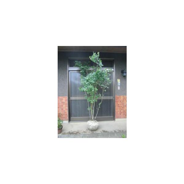 植木 コハウチワカエデ株立ち モミジ販売 樹高２ ０ｍ 代引き不可 Buyee Buyee Japanese Proxy Service Buy From Japan Bot Online