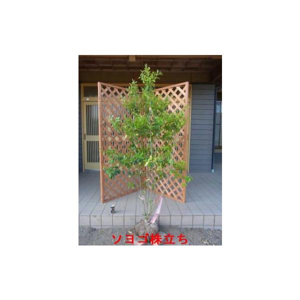 ソヨゴ 株立ち 盆栽 植木の人気商品 通販 価格比較 価格 Com