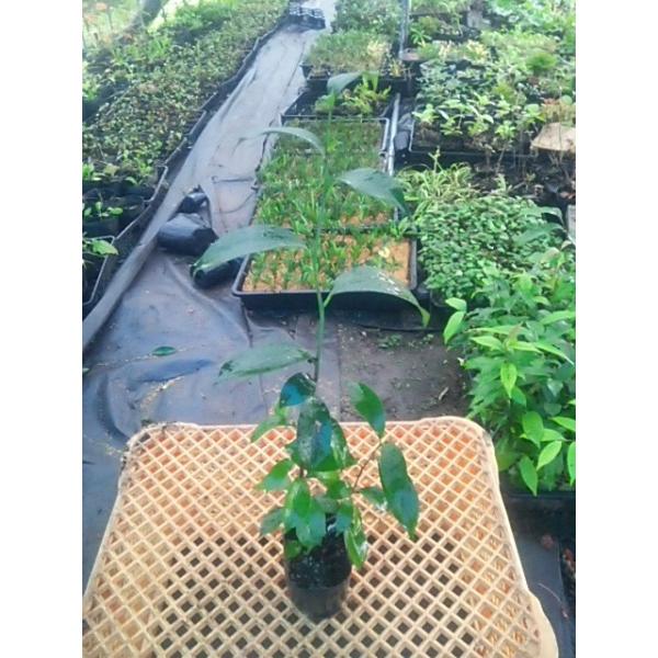 サカキ 榊 苗木 ポット苗 Buyee Buyee Japanese Proxy Service Buy From Japan Bot Online