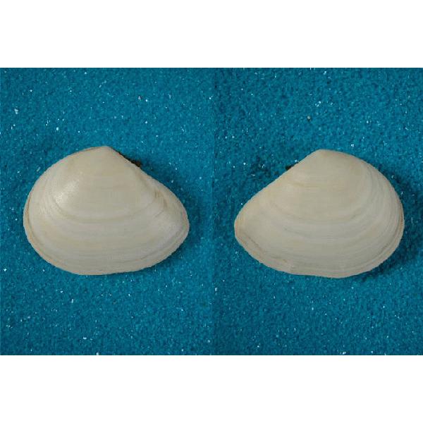 ニュウジーランドシラトリガイ : 貝殻ストア - 通販 - Yahoo!ショッピング