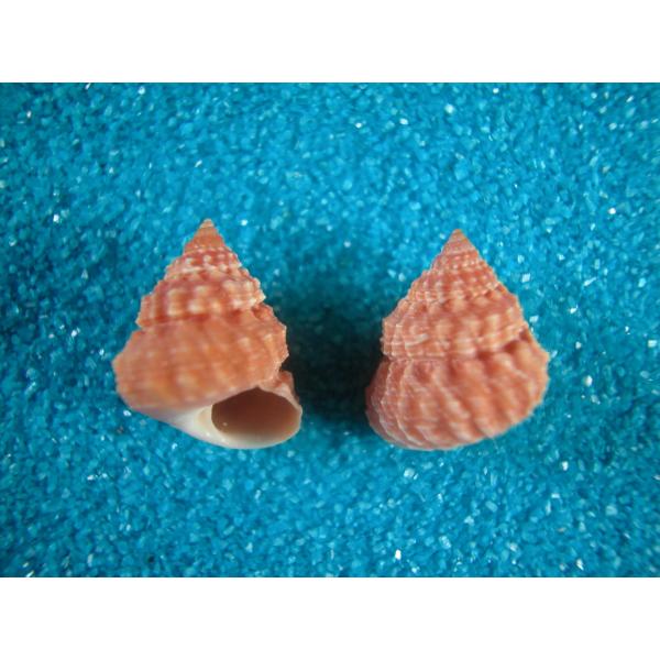コンペイトウガイ（タマキビガイ科） : 貝殻ストア - 通販 - Yahoo