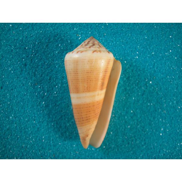 貝殻注文用カタログA タカセガイ　マルオミナエシサラサガイ　マツバガイ　イモガイ 貝殻注文用カタログA タカセガイ マルオミナエシサラサガイ