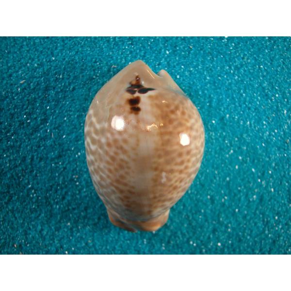 トリステンニセネズミダカラ : 貝殻ストア - 通販 - Yahoo!ショッピング